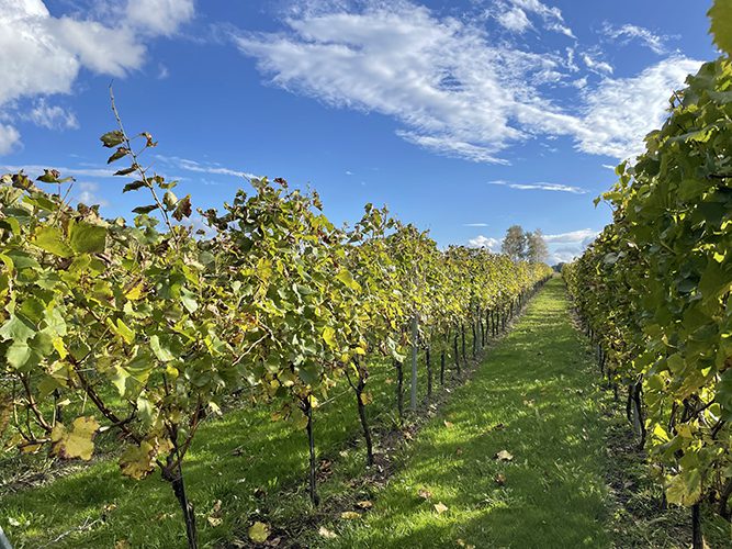 WITT_Wein_Rebzeilen Rebzeilen WITT Wein