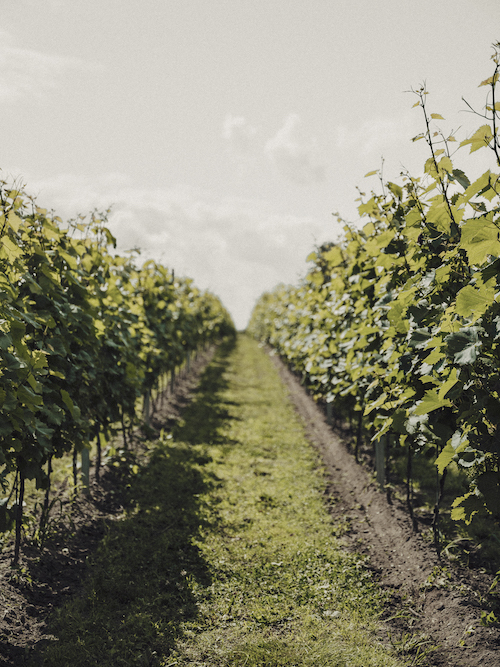 Weinreben 500x667