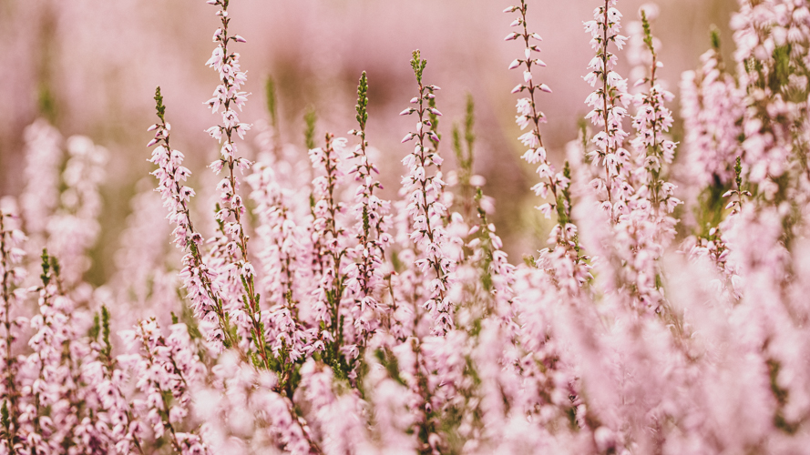 Witt-Bilder-Webseite-Stock-15