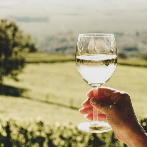 glass of white wine exposed towards the sun, vineyard on backgro